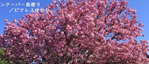 第2回　ビクトリアの桜の歴史
